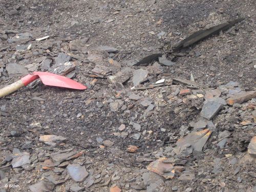 Lerngang 2014 Messel Senckenberg Bild 2