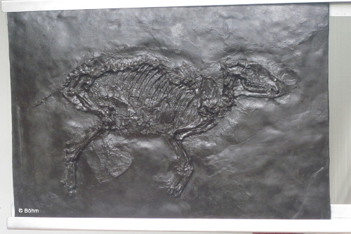 Lerngang 2014 Messel Senckenberg Bild 3