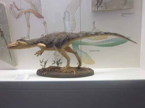 Lerngang 2014 Messel Senckenberg Bild 4