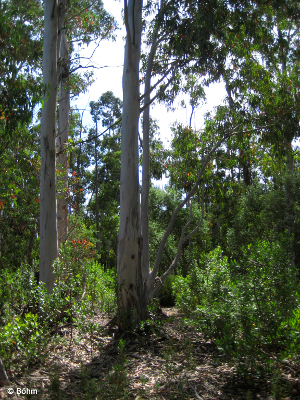 Studienfahrt 2008 Eukalyptus