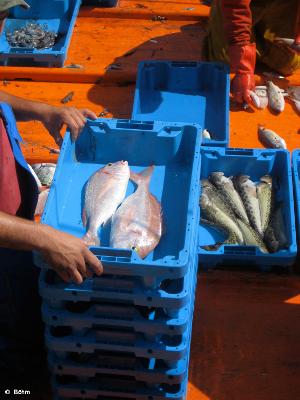 Studienfahrt 2008 Fischmarkt 1