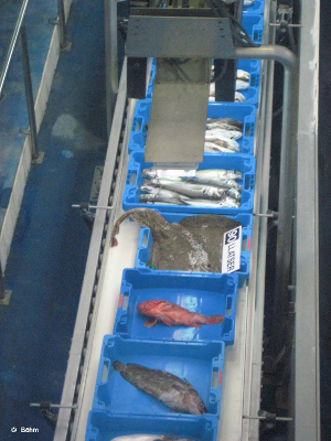 Studienfahrt 2008 Fischmarkt 2