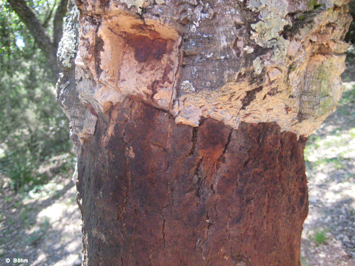 Studienfahrt 2008 Korkeichen Stamm