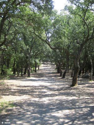 Studienfahrt 2008 Korkeichenwald