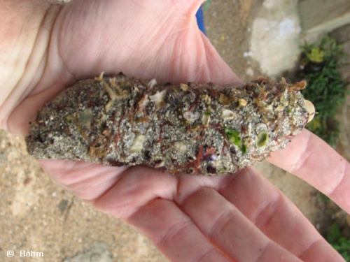 Studienfahrt 2008 Seegurke