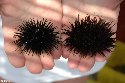 Studienfahrt 2008 Seeigel