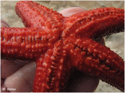 Studienfahrt 2008 Seestern